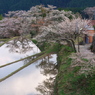 三多気の桜