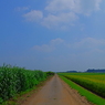 夏の畑道～故郷の風景～