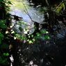 小川の流れ