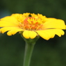 花中花