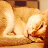 レム睡眠中