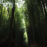 嵯峨野