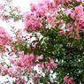 花見