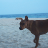 dogs on the beach