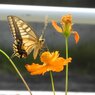 アゲハチョウ