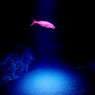 #04 Red Fish