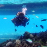 #14 Diver