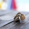 #17 Hermit Crab