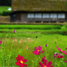 ２０１３　夏　白川村 1