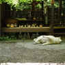 嵯峨野スナップ①