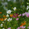 秋桜