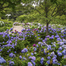 鮮やかな紫陽花の饗宴