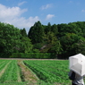 君と歩いた、夏の嵯峨野
