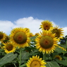 太陽の花 ひまわり　ギャラリー用　あけぼの公園編