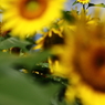 太陽の花 ひまわり　ギャラリー用　あけぼの公園編