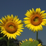 太陽の花 ひまわり　ギャラリー用　あけぼの公園編