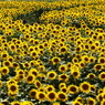 太陽の花 ひまわり　ギャラリー用 北杜市サンフラワーフェス編