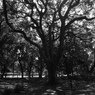 芝公園スナップ11