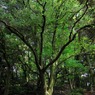 四王子の樹