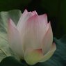 蓮の花