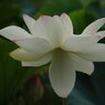 蓮の花