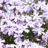 芝桜