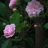 つる薔薇