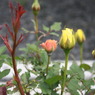 ミニ薔薇