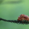 生き物写真館　- 虚蝉 -