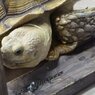 イワオくん