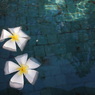 Trip for Bali No.7