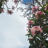 Trip for Bali No.18