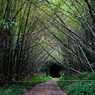 竹林の道