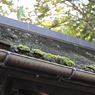 コケと屋根