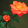 rose ROSE ♪