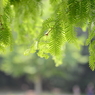 兵庫県立三木山森林公園（弐）