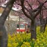 春の京急線