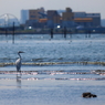 葛西臨海公園_6