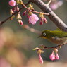 野鳥図鑑・河津桜とメジロ