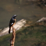 野鳥図鑑用・ジョウビタキ