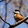 野鳥図鑑用・ヤマガラ