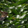 野鳥図鑑用・ヨシゴイ
