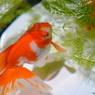 artaquarium
