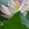 背伸びした結果