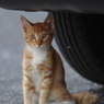 街子猫
