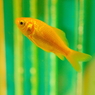 artaquarium