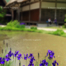 田植日和　～初夏の白川村　１０