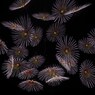 単発の華-14
