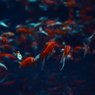 artaquarium