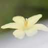 やさしい雨上がり